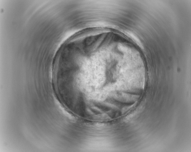 X0000088650839200706152005