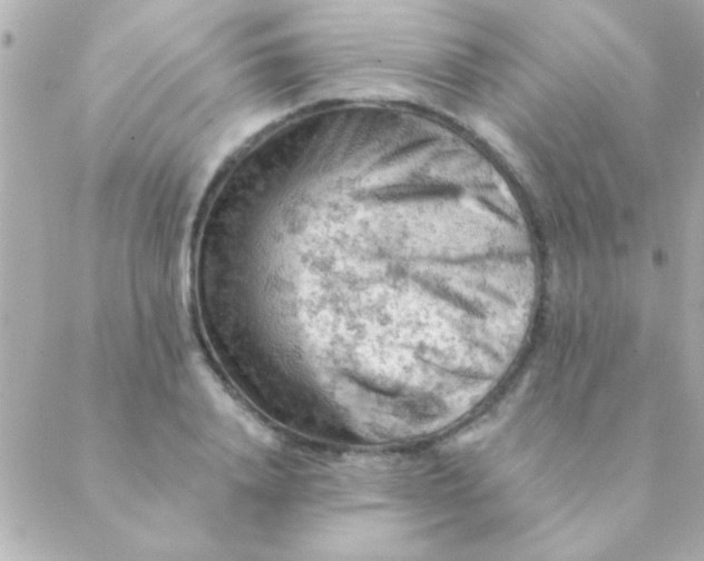 X0000088650840200706152005