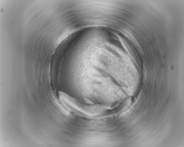 X0000088650842200706152005