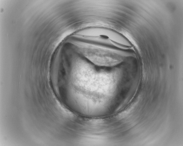 X0000088650845200706152005