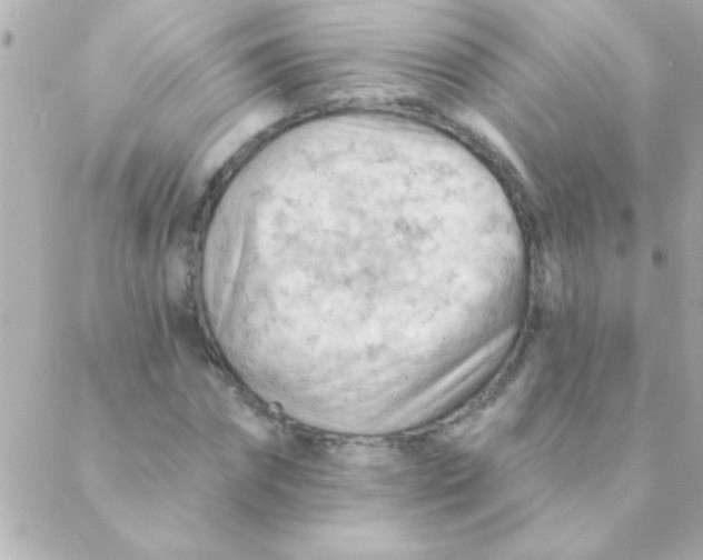 X0000088650874200706152005