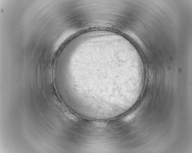 X0000088650878200706152005