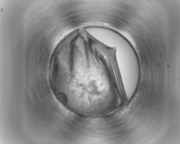 X0000088650895200706152004