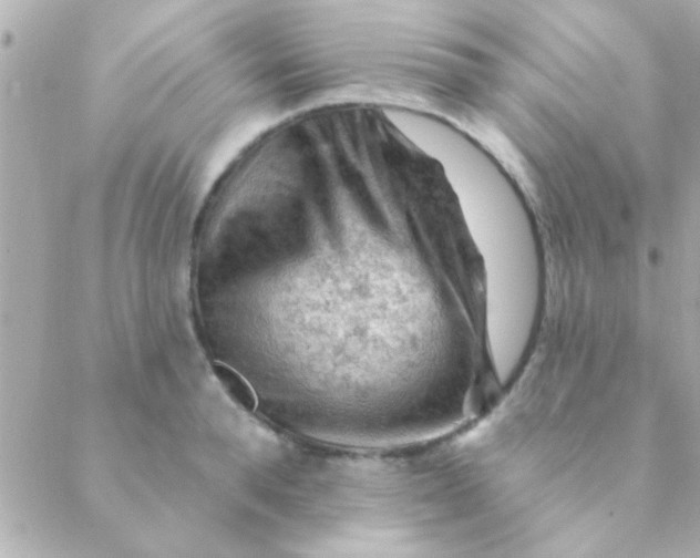 X0000088650896200706152004