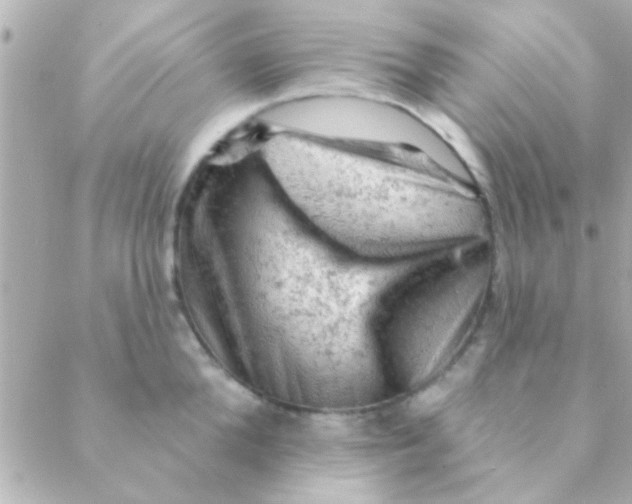 X0000088650904200706152004