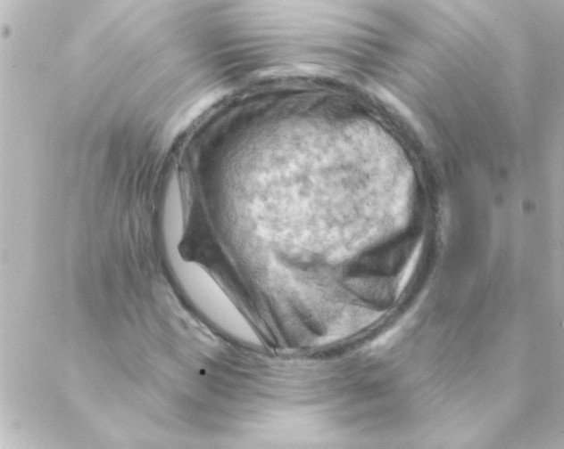 X0000088650921200706152003