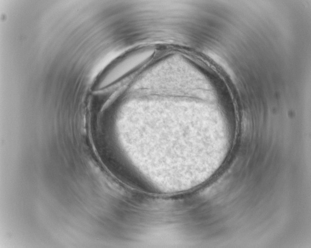 X0000088650925200706152004