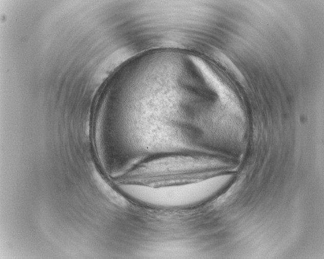 X0000088650938200706152004