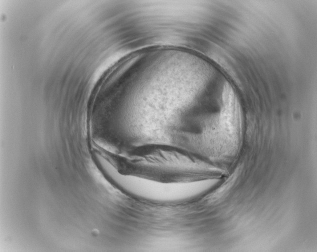 X0000088650939200706152004