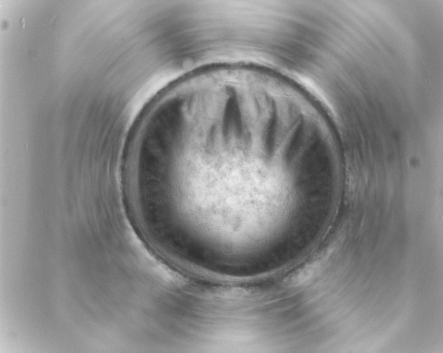 X0000088650943200706152004