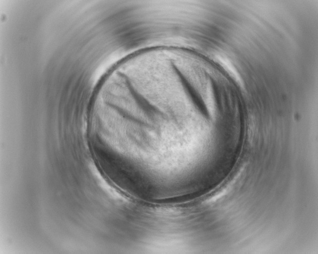 X0000088650944200706152004