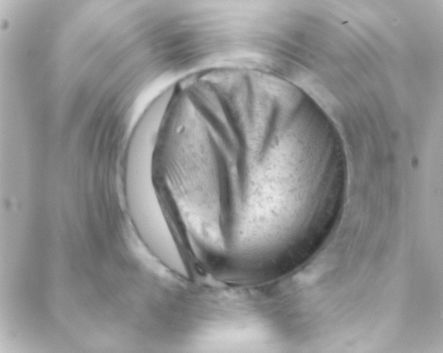 X0000088650960200706152004