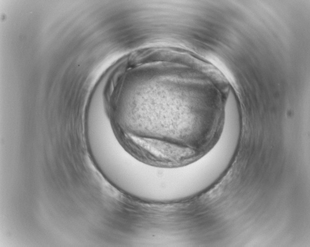 X0000088650996200706152003