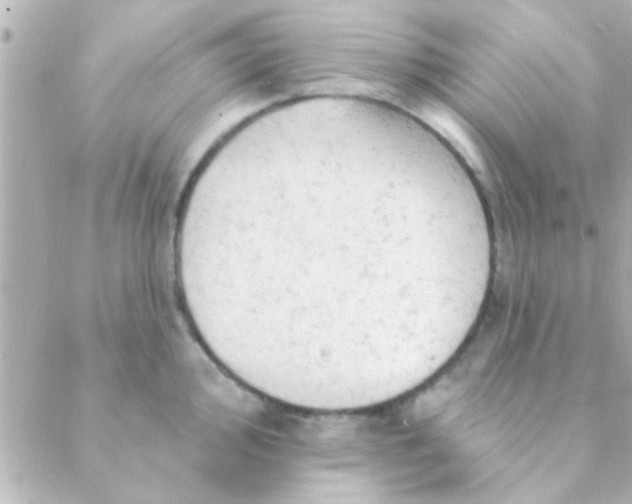 X0000088651000200706152003