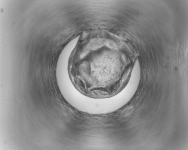 X0000088651010200706152002