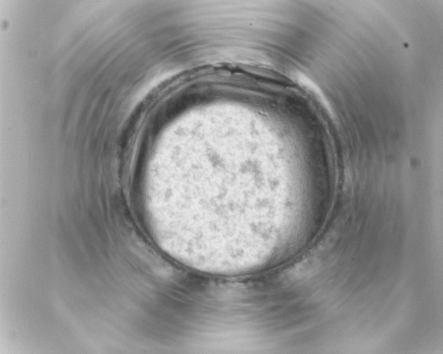 X0000088651019200706152002