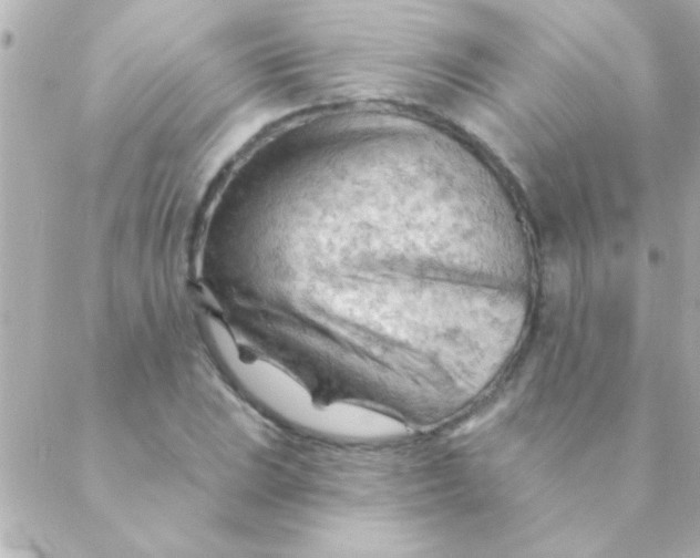 X0000088651023200706152002