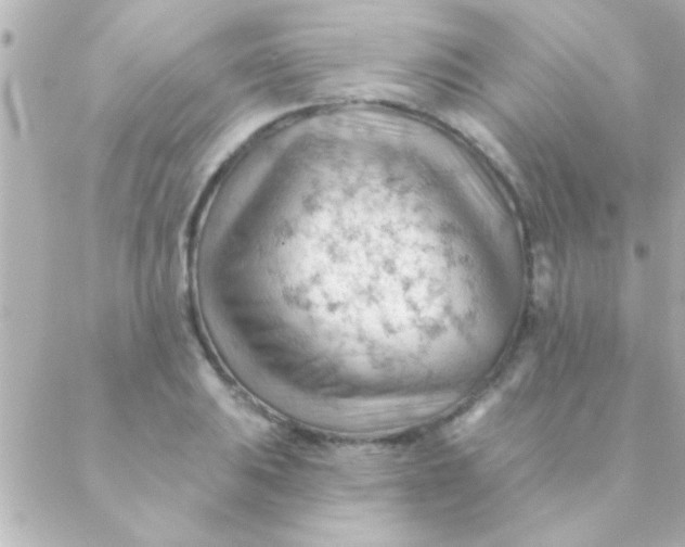 X0000088651031200706152002