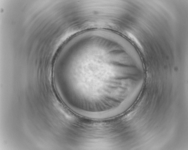 X0000088651035200706152002