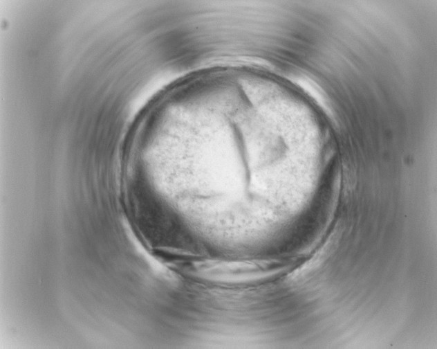 X0000088651046200706152002