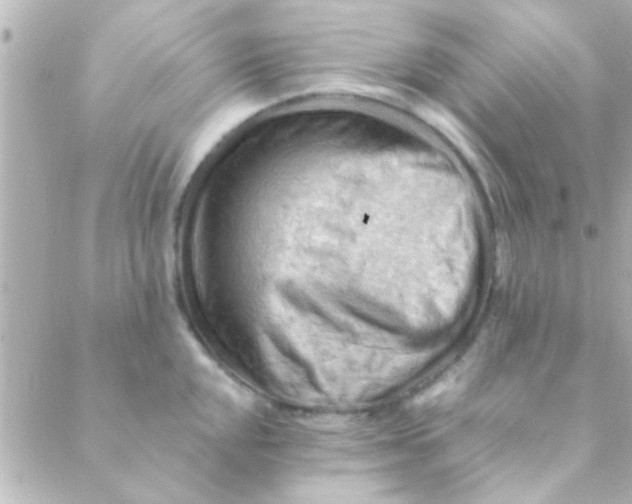 X0000088651048200706152002