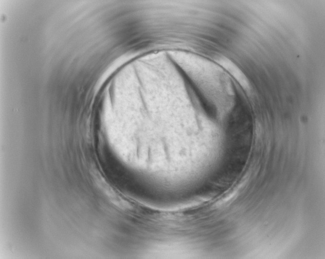 X0000088651052200706152002