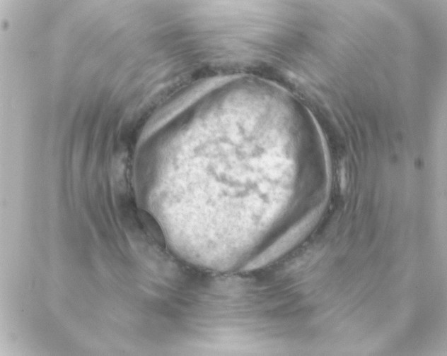 X0000088651059200706152002