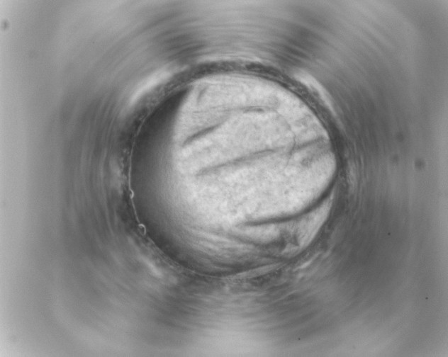 X0000088651064200706152002