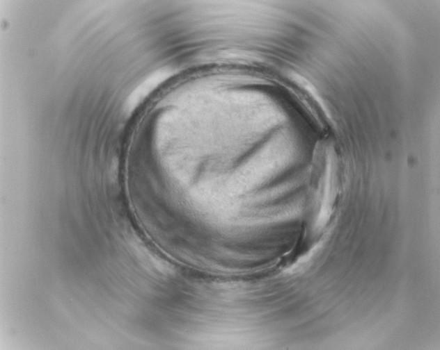 X0000088651066200706152002