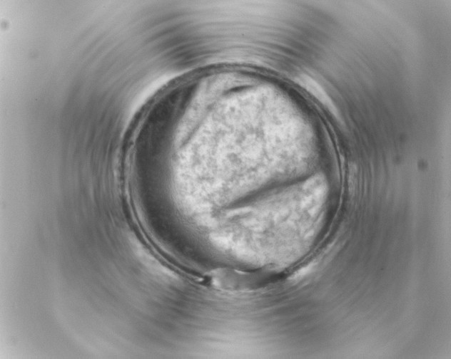 X0000088651068200706152002