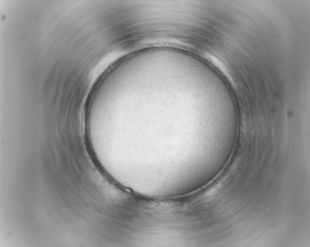 X0000088651082200706152001