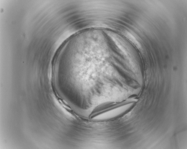 X0000088651084200706152001