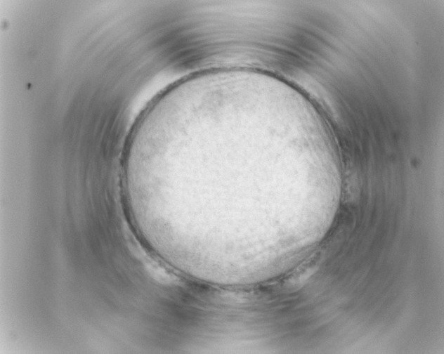 X0000088651086200706152001