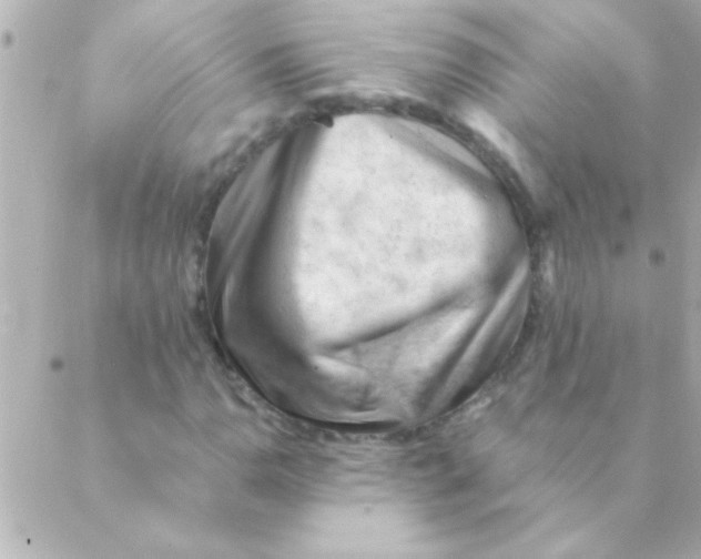 X0000088651110200706152000