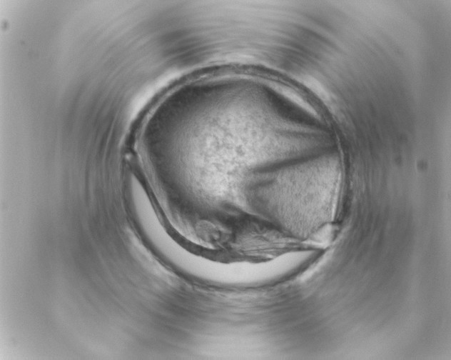 X0000088651118200706152000