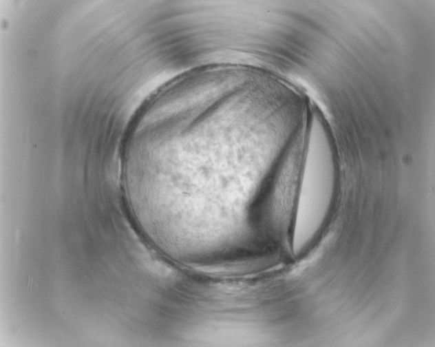 X0000088651125200706152001