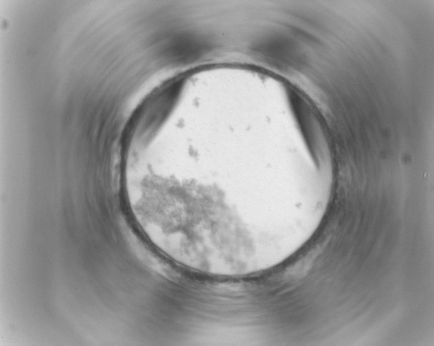 X0000088651126200706152001