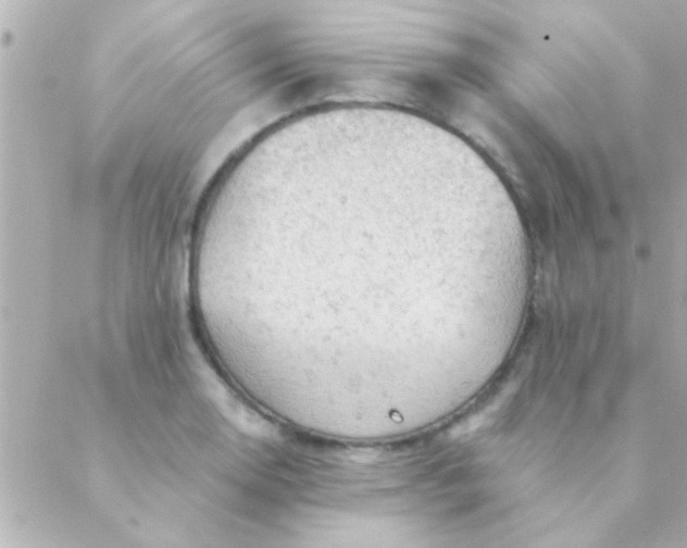 X0000088651130200706152001