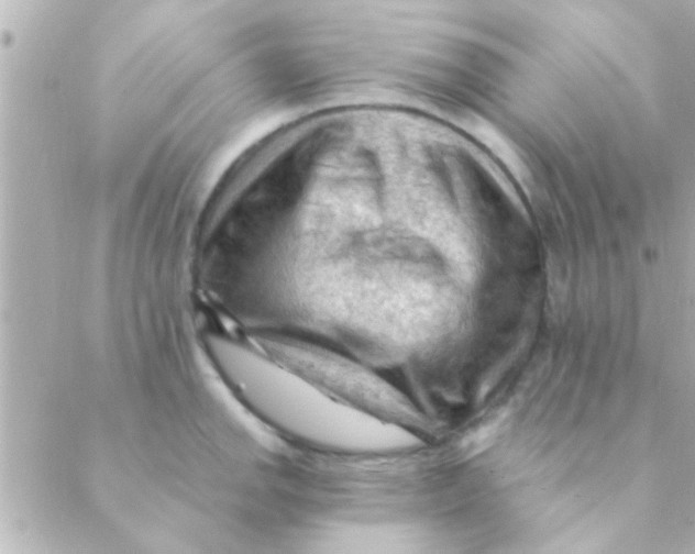 X0000088651142200706152001