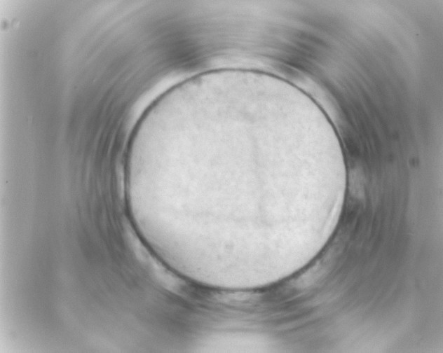 X0000088651150200706152001