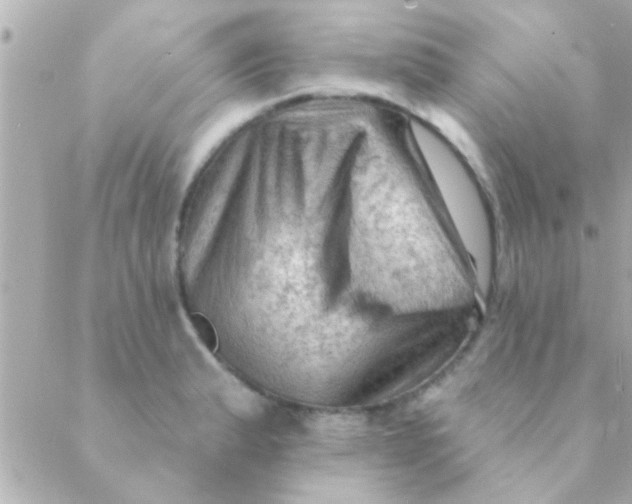 X0000088651183200706152000