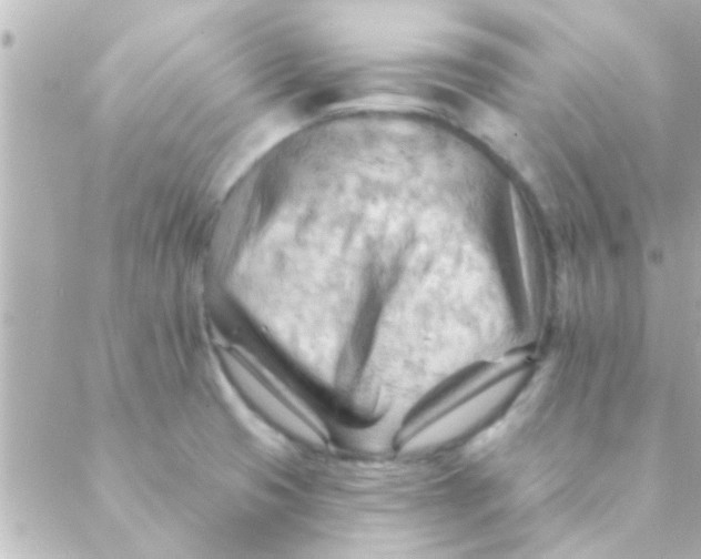 X0000088651425200706151956