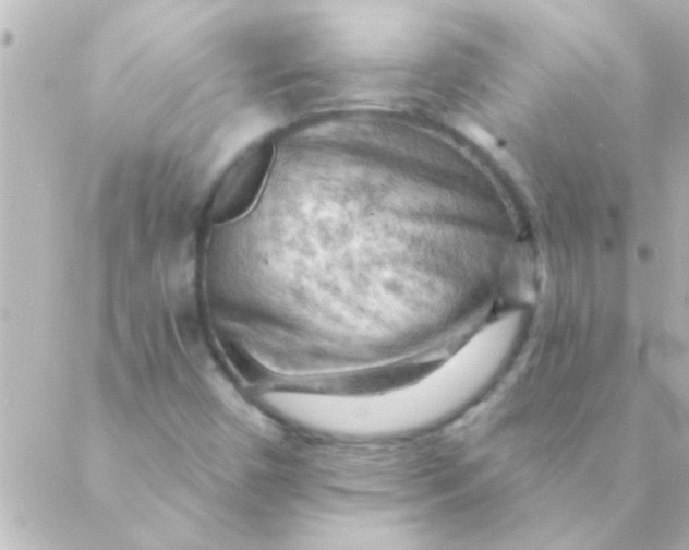 X0000088651450200706151955