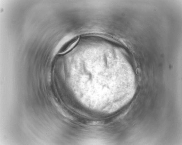 X0000088650056200706221620