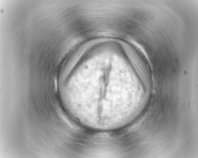 X0000088650061200706221621