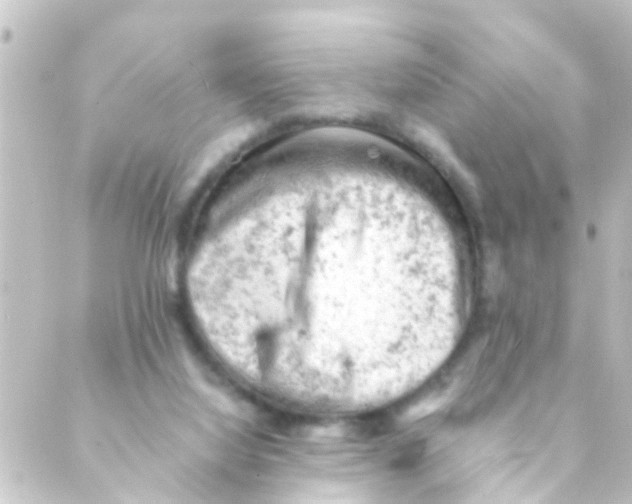 X0000088650068200706221621