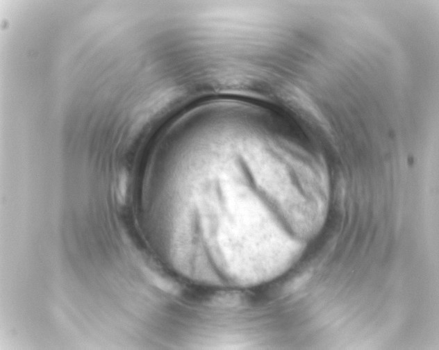 X0000088650076200706221621