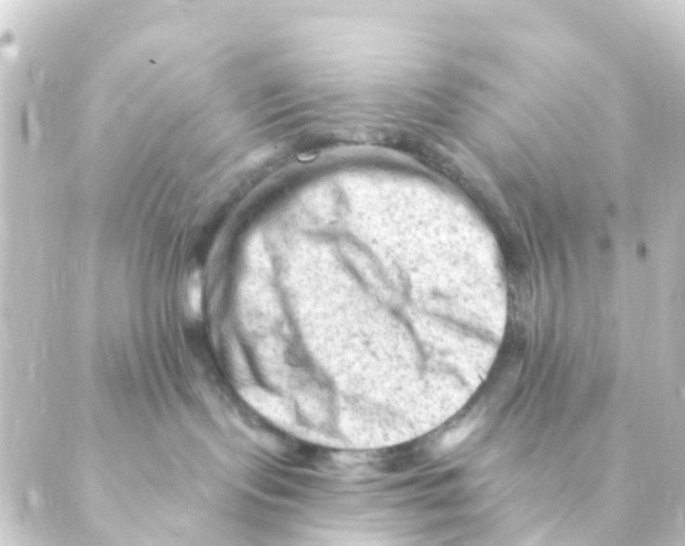 X0000088650095200706221621