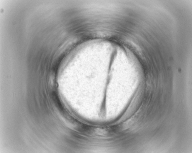 X0000088650166200706221619