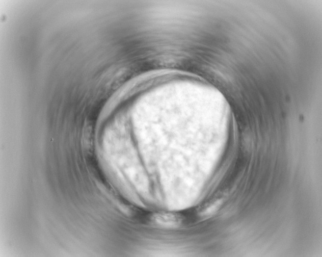 X0000088650181200706221619